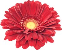 BEACONSFIELD FLORA